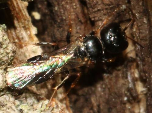 Stigmus pendulus